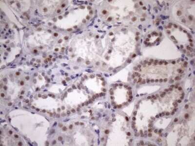 Immunohistochemistry: SFRS9 Antibody (OTI5G7) - Azide and BSA Free [NBP2-74152]