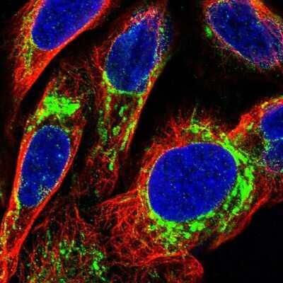 Immunocytochemistry/ Immunofluorescence: SFXN1 Antibody [NBP1-83708]