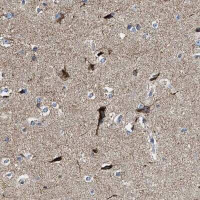 Immunohistochemistry-Paraffin: SFXN1 Antibody [NBP1-83708]