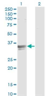 Western Blot: SFXN3 Antibody (4A3) [H00081855-M01]