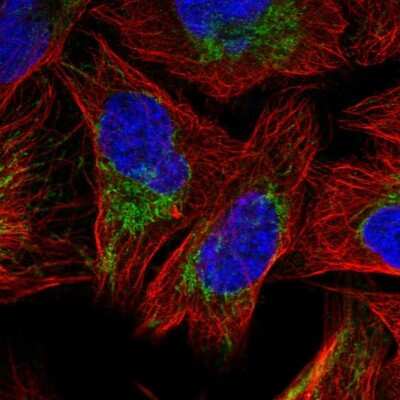Immunocytochemistry/ Immunofluorescence: SFXN3 Antibody [NBP2-56306]