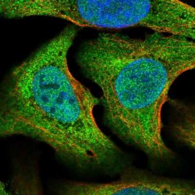 Immunocytochemistry/ Immunofluorescence: SG2NA Antibody [NBP1-80763]