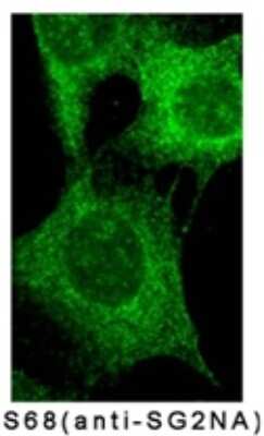 Immunocytochemistry/ Immunofluorescence: SG2NA Antibody (S68) [NB110-74572]
