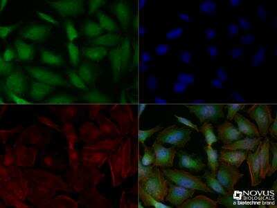 Immunocytochemistry/ Immunofluorescence: SG2NA Antibody (S68) [NB110-74572]