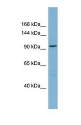 Western Blot: SGEF Antibody [NBP1-70702]
