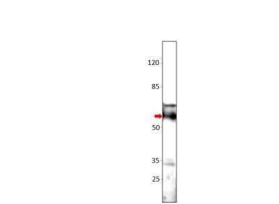 Western Blot: SGK3 Antibody [NBP3-12271]