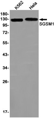 Western Blot: SGSM1 Antibody (S07-5H6) [NBP3-19770]