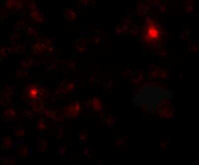 Immunocytochemistry/ Immunofluorescence: SGSM3 Antibody - BSA Free [NBP2-81814]