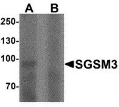 Western Blot: SGSM3 AntibodyBSA Free [NBP2-81814]