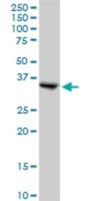 Western Blot: SGTA Antibody [H00006449-B01P]