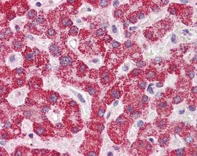 Immunohistochemistry-Paraffin: SH2B1 Antibody [NBP1-58319]