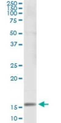 Immunoprecipitation: SH2D1B Antibody (2B4) [H00117157-M04]