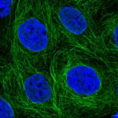 Immunocytochemistry/ Immunofluorescence: SH2D3A Antibody [NBP2-57054]