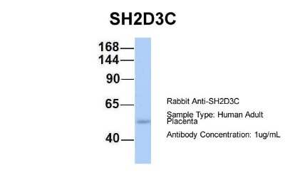 Western Blot: SH2D3C Antibody [NBP1-58841]