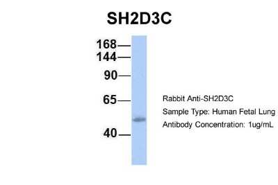 Western Blot: SH2D3C Antibody [NBP1-58841]