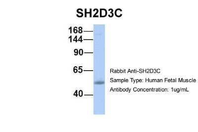 Western Blot: SH2D3C Antibody [NBP1-58841]