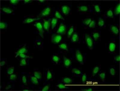 Immunocytochemistry/ Immunofluorescence: SH2D4A Antibody (3G8) [H00063898-M01]