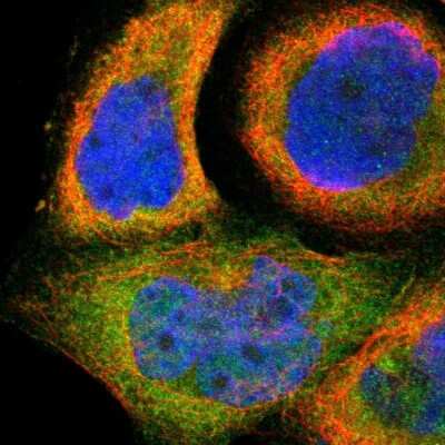 Immunocytochemistry/ Immunofluorescence: SH2D4A Antibody [NBP1-82158]