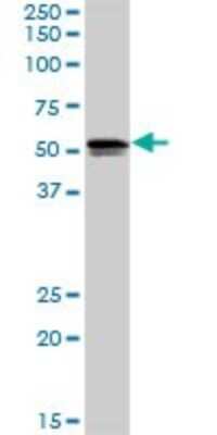 Western Blot: SH2D4A Antibody [H00063898-D01P]