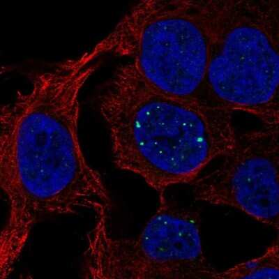 Immunocytochemistry/ Immunofluorescence: SH3BGRL3 Antibody [NBP2-56311]