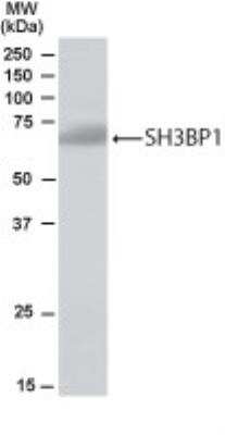 Western Blot: SH3BP1 Antibody [NB100-1398]