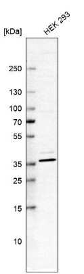 Western Blot: SH3GL3 Antibody [NBP1-84419]