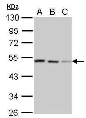 Western Blot: SH3GLB2 Antibody [NBP2-20346]