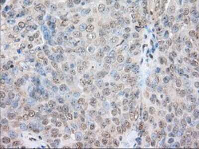 Immunohistochemistry-Paraffin: SH3PX1 Antibody (OTI1B5) [NBP2-02609]