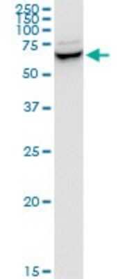 Western Blot: SH3PX1 Antibody (3C6) [H00051429-M03]