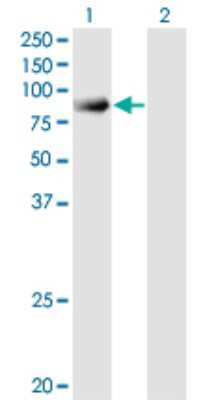 Western Blot: SH3PX1 Antibody (3C6) [H00051429-M03]