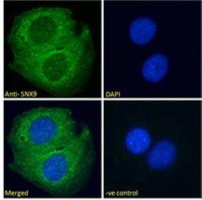 Immunocytochemistry/ Immunofluorescence: SH3PX1 Antibody [NB100-2813]