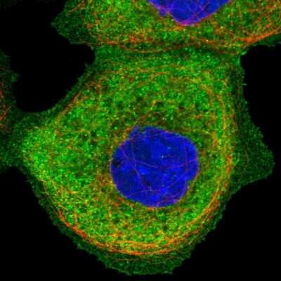 Immunocytochemistry/ Immunofluorescence: SH3PX1 Antibody [NBP1-80777]