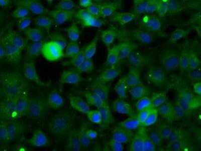 Immunocytochemistry/ Immunofluorescence: SH3PX1 Antibody (OTI1B5) - Azide and BSA Free [NBP2-74158]