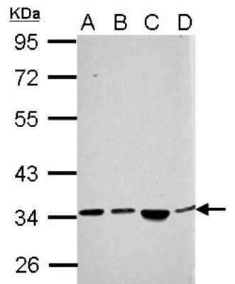 Western Blot: SH3YL1 Antibody [NBP2-20349]