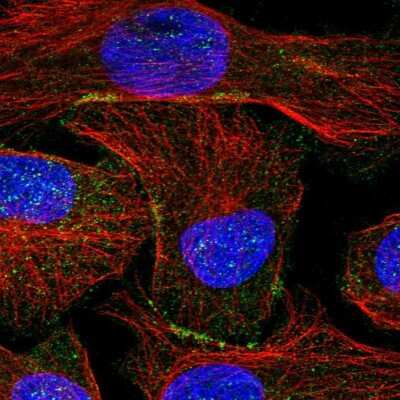 Immunocytochemistry/ Immunofluorescence: SHANK1 Antibody [NBP1-87016]