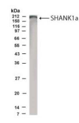 Western Blot: SHANK1 AntibodyBSA Free [NB300-167]