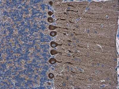 Immunohistochemistry-Paraffin: SHANK2 Antibody [NBP3-13215]