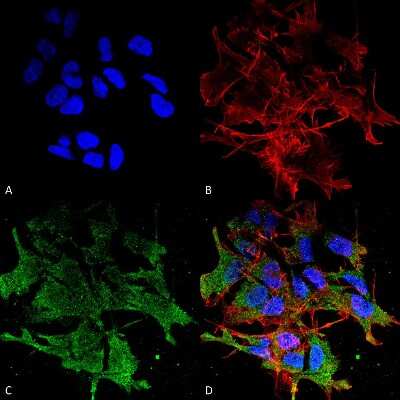 Immunocytochemistry/ Immunofluorescence: SHANK2 Antibody (N23b/49) [NBP2-12913]