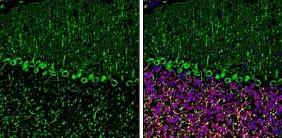 Immunohistochemistry-Frozen: SHANK3 Antibody [NBP3-13162]
