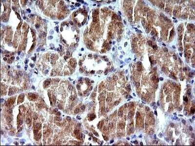 Immunohistochemistry: SHBG Antibody (OTI1H10) - Azide and BSA Free [NBP2-74166]