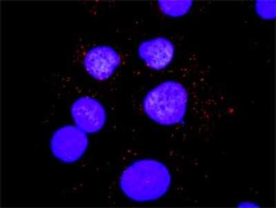 Proximity Ligation Assay: SHC1 Antibody (3F4) [H00006464-M01]