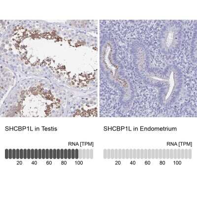 Immunohistochemistry-Paraffin: SHCBP1L Antibody [NBP1-90716]