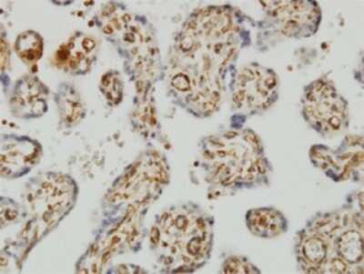 Immunohistochemistry-Paraffin: SHMT1 Antibody (4F9) [H00006470-M01]