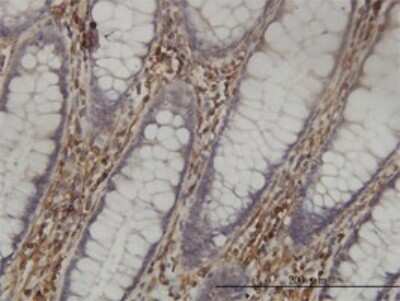 Immunohistochemistry-Paraffin: SHMT1 Antibody (4F9) [H00006470-M01]