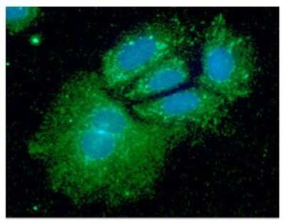 Immunocytochemistry/ Immunofluorescence: SHMT1 Antibody (AT26E5) - BSA Free [NBP2-59437]