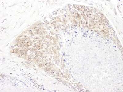 Immunohistochemistry-Paraffin: SHMT1 Antibody [NBP2-32173]