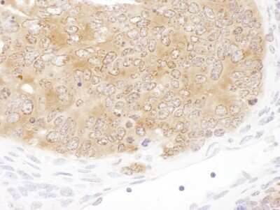 Immunohistochemistry-Paraffin: SHMT1 Antibody [NBP2-32173]