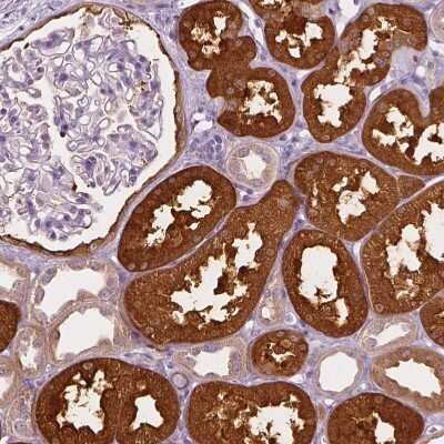 Immunohistochemistry-Paraffin: SHMT1 Antibody [NBP1-85437]