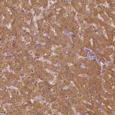 Immunohistochemistry-Paraffin: SHMT1 Antibody [NBP1-85437]