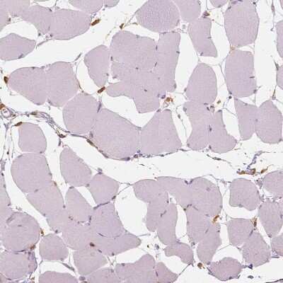 Immunohistochemistry-Paraffin: SHMT1 Antibody [NBP1-85437]